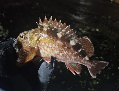 カサゴの釣果