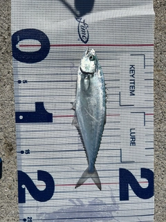 イケカツオの釣果