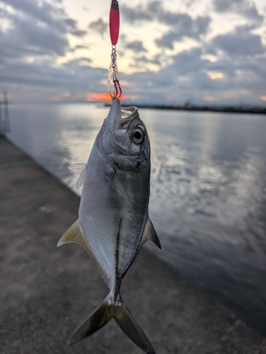 メッキの釣果