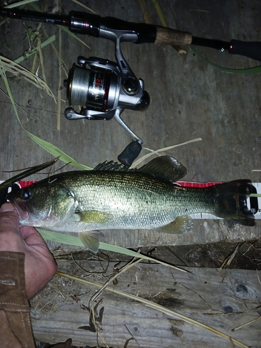 ラージマウスバスの釣果