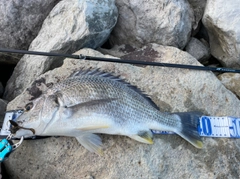 クロダイの釣果