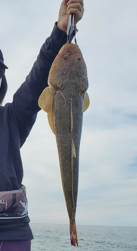 マゴチの釣果