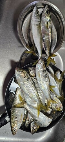 コノシロの釣果