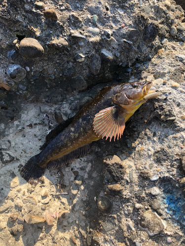 アイナメの釣果