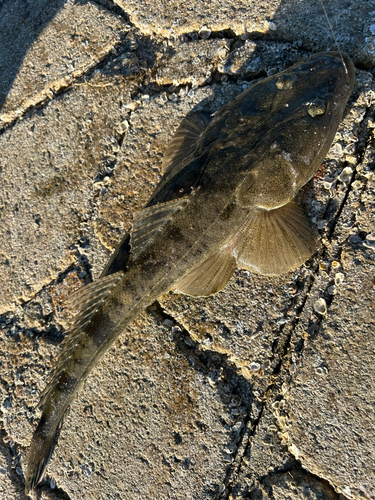 マゴチの釣果