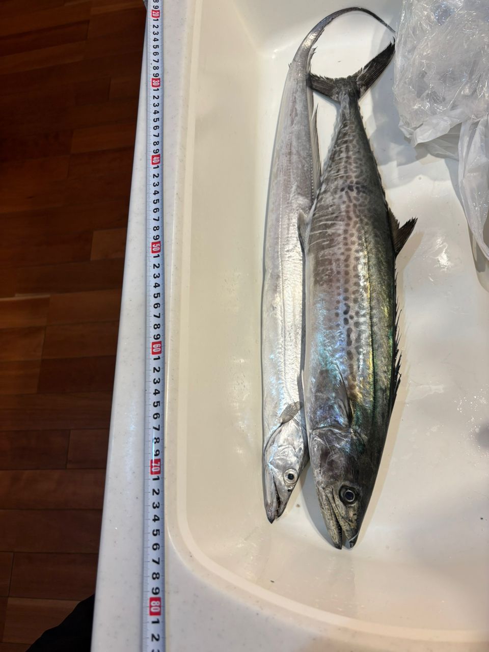 ぱぴです！さんの釣果 3枚目の画像