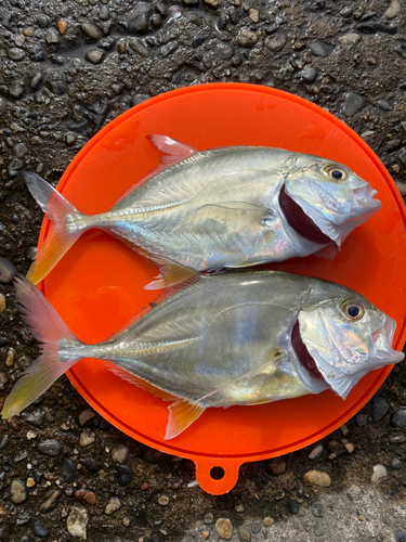 メッキの釣果