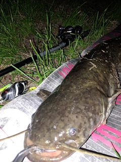 ナマズの釣果