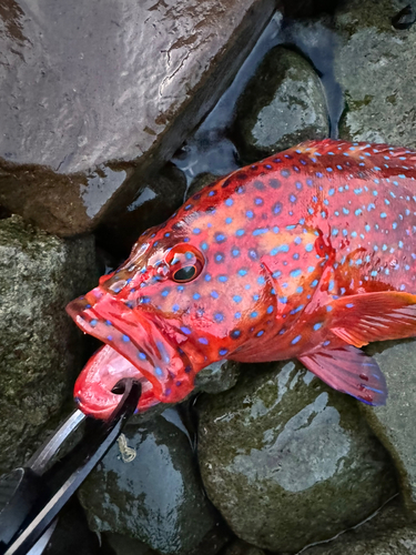 ユカタハタの釣果