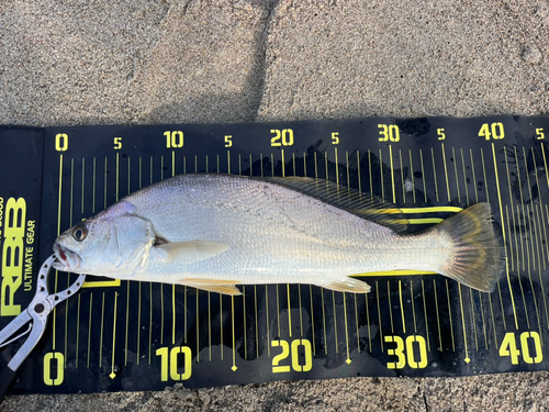 ニベの釣果