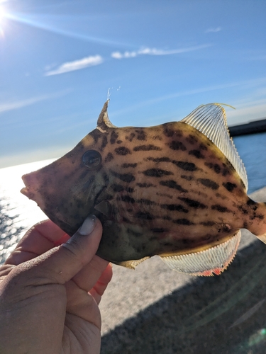 カワハギの釣果