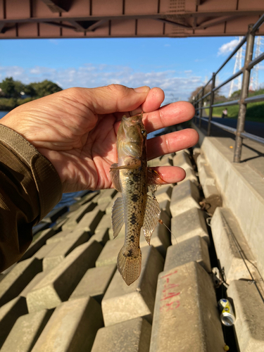 ウロハゼの釣果