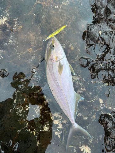 ショゴの釣果