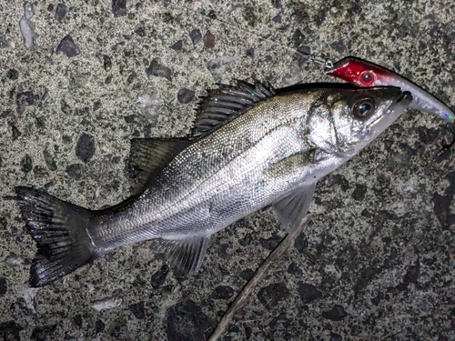 セイゴ（マルスズキ）の釣果