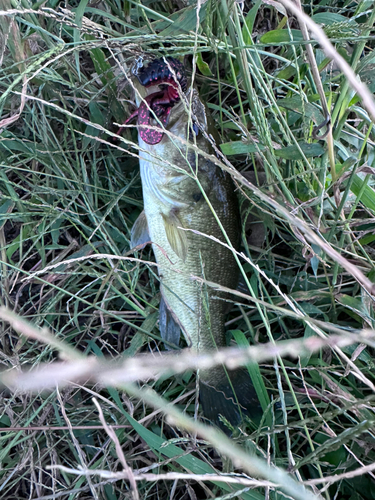 ラージマウスバスの釣果