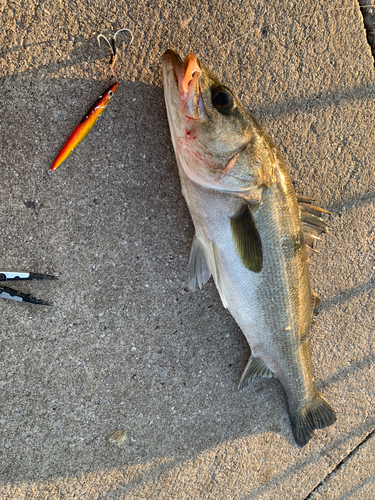 シーバスの釣果