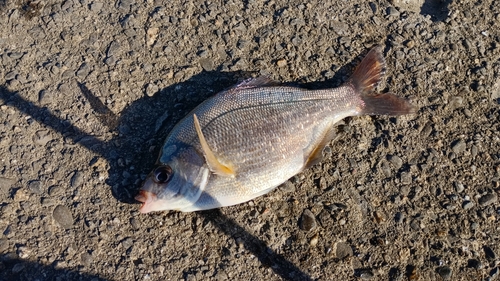 ウミタナゴの釣果