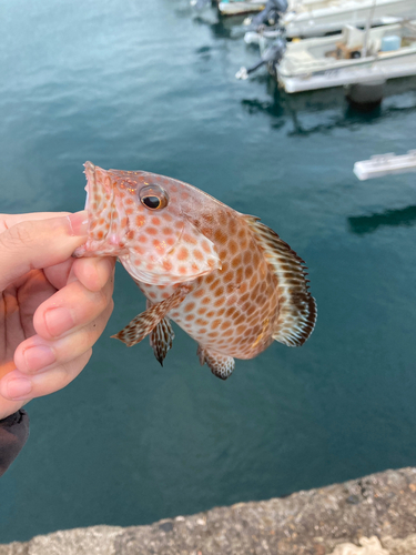 オオモンハタの釣果