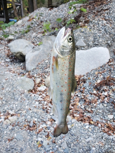 岩魚の里 永源寺グリーンランド