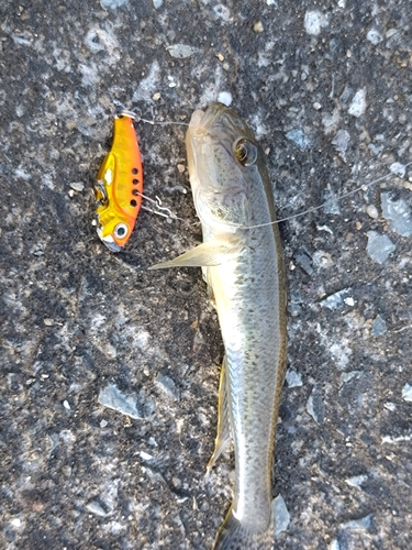 マハゼの釣果