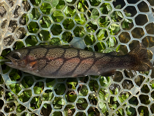 ニジマスの釣果