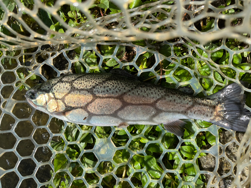 サクラマスの釣果