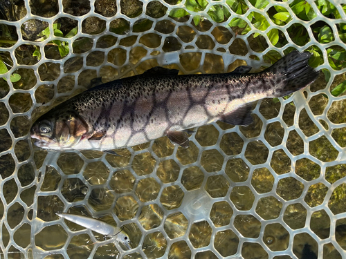 サクラマスの釣果