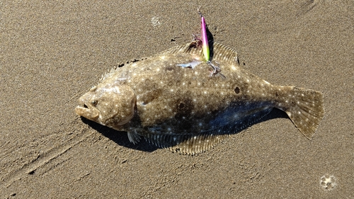 ソゲの釣果