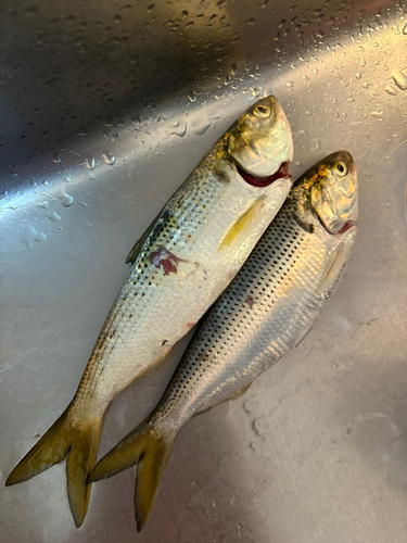 コノシロの釣果