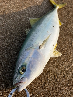 ワカシの釣果