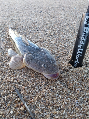 マゴチの釣果