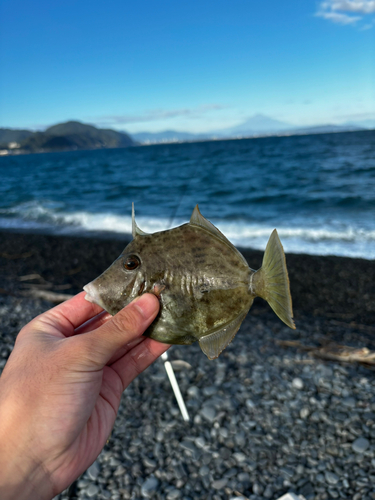 カワハギの釣果