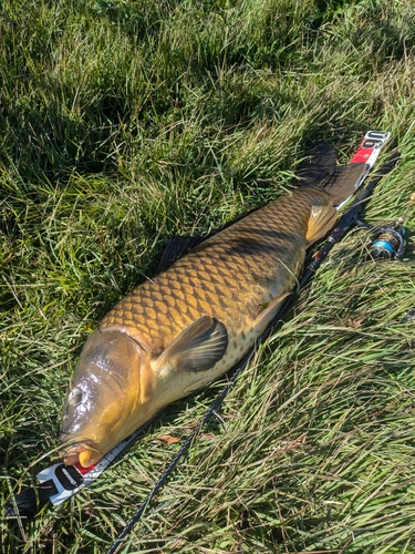 コイの釣果