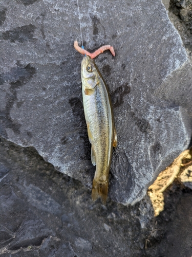 アブラハヤの釣果