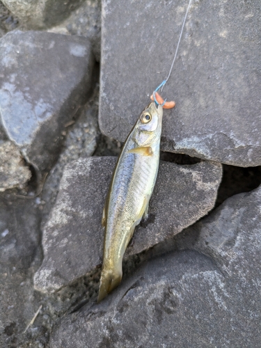 アブラハヤの釣果