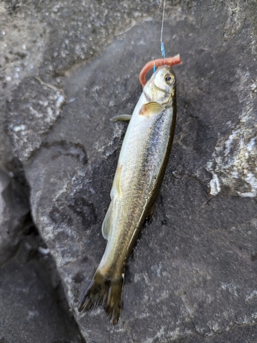 アブラハヤの釣果