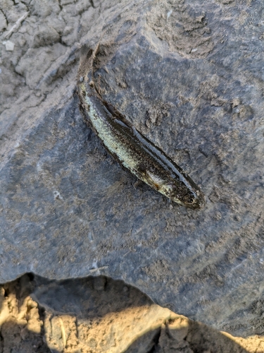 アブラハヤの釣果