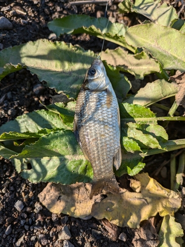 マブナの釣果