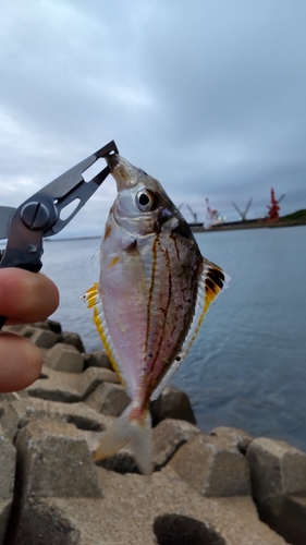 ヒイラギの釣果