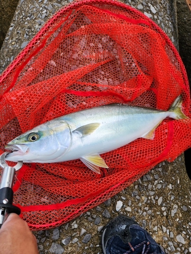 ヤズの釣果