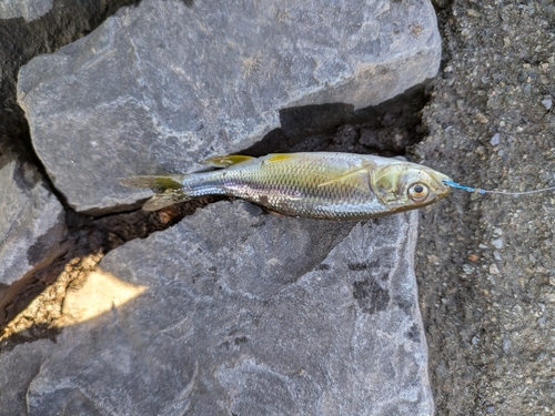 カワムツの釣果