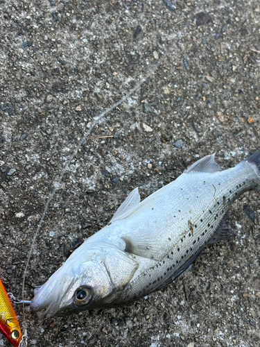 セイゴ（タイリクスズキ）の釣果