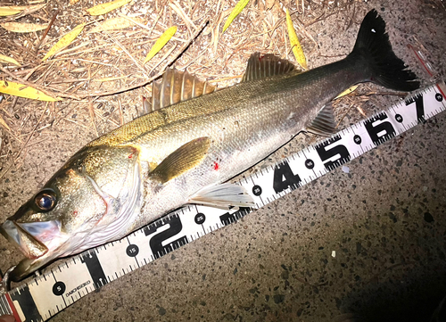 シーバスの釣果