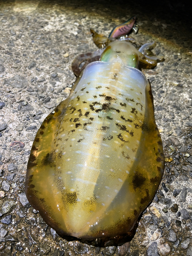 アオリイカの釣果