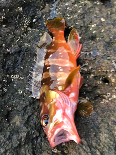 アカハタの釣果