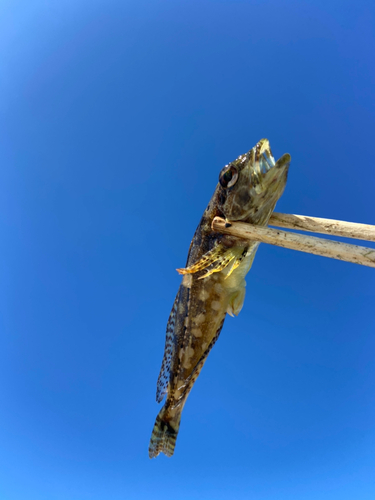 アサヒアナハゼの釣果