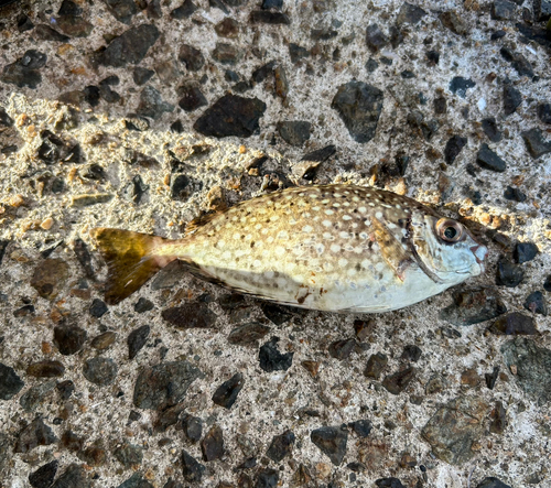 アイゴの釣果