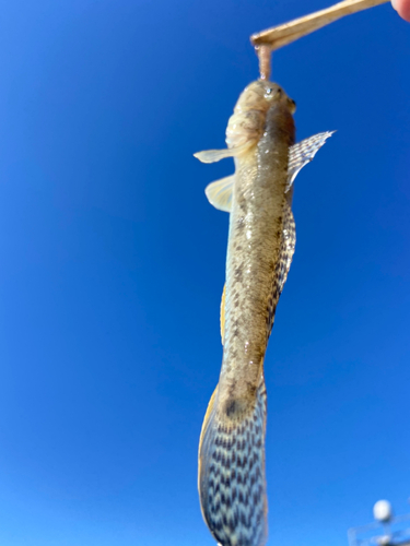 マハゼの釣果