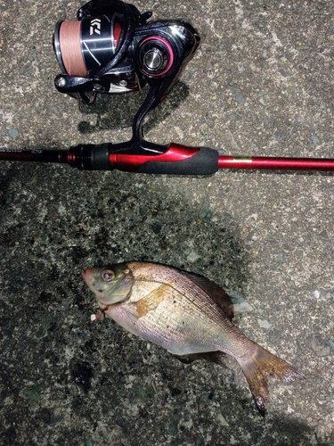 ウミタナゴの釣果