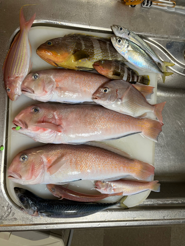 アマダイの釣果